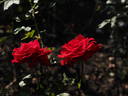 Rebell rose photo