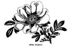 <i>Rosa hardii</i> rose photo