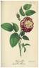 Belle Alliance rose photo