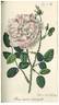 Unica variegata rose photo