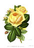 Belle Lyonnaise rose photo