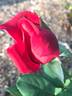 American Dream ™ rose photo