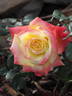 Korbiel rose photo