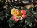 Korbiel rose photo