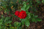 Fire King rose photo