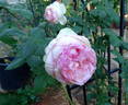La Rose Optimiste rose photo