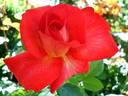Cap Horn rose photo