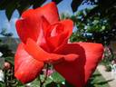Cap Horn rose photo
