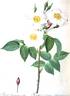 <i>Rosa damascena subalba</i> Red. rose photo