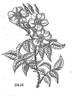 <i>Rosa damascena subalba</i> Red. rose photo