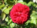 La merveille écarlate rose photo