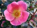 Rainbow Knock Out ® rose photo