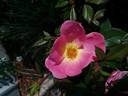 Rainbow Knock Out ® rose photo
