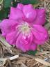 SPOTTED OWL rose photo
