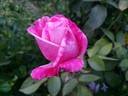 Smooth Ballerina ™ rose photo