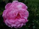 Smooth Ballerina ™ rose photo