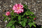 Botanica rose photo