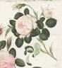 <i>Rosa centifolia rubicans</i> rose photo