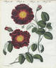 <i>Rosa holoserica purpurea flore semi-pleno</i> rose photo