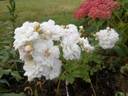 Mignonette rose photo