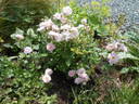 Mignonette rose photo