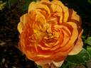 Golden Buddha rose photo