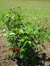 Ravensworth rose photo