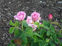 Botanica rose photo