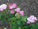 Botanica rose photo