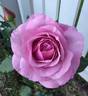 Belle Parfume rose photo