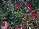 Flower Carpet Red rose photo
