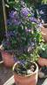 C. integrifolia 'Miranda' clematis photo