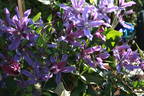 C. integrifolia 'Miranda' clematis photo