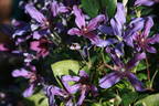 C. integrifolia 'Miranda' clematis photo