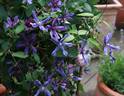 C. integrifolia 'Miranda' clematis photo