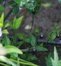 Blauer Achat clematis photo