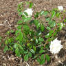 Baby Alberic rose photo