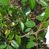 Baby Alberic rose photo