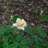 Ravensworth rose photo