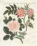 Dwarf White Rose rose photo