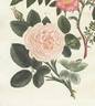 Dwarf White Rose rose photo