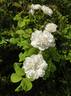 White Bath rose photo