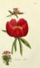 <i>P. mascula</i> peony photo