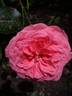 Schackenborg Castle rose photo