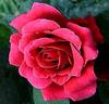 Charlotte Rampling ® rose photo