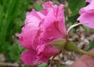 Raduga rose photo