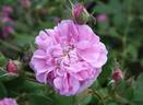 Raduga rose photo