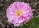 Raduga rose photo