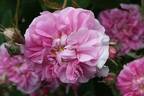Raduga rose photo
