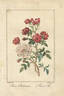 Bengale Bichonne rose photo